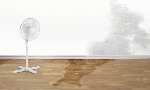 Best Water damage contractors near me  in Thompsons Station, TN