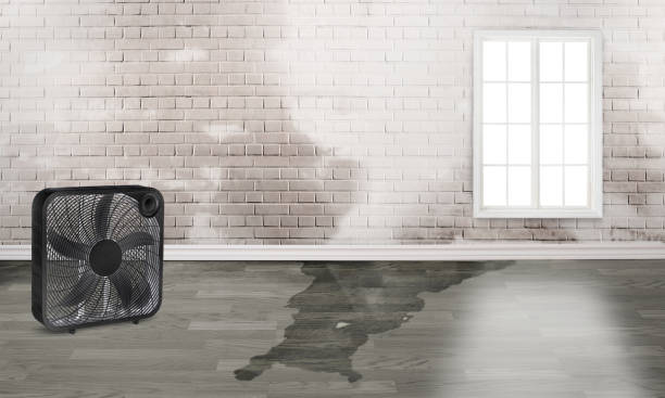 Best Flood damage cleanup  in Thompsons Station, TN